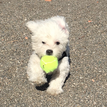 Bowie jugando con su pelota, ¡Con cinco mesecitos! Bowie jugando con su pelota, ¡Con cinco mesecitos!